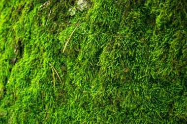 Doğal yosun dokusu. Yeşil yosun arkaplanı.