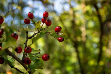 Köpek gülü böğürtlen, makro shot. Rosa canina.
