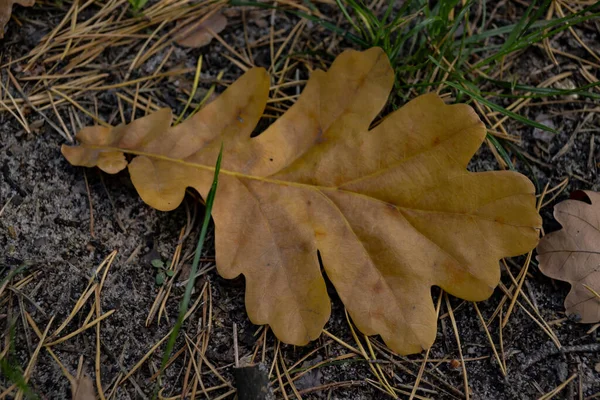 落叶的橡树落在地上 — 图库照片