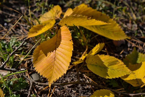 Belas Folhas Outono — Fotografia de Stock
