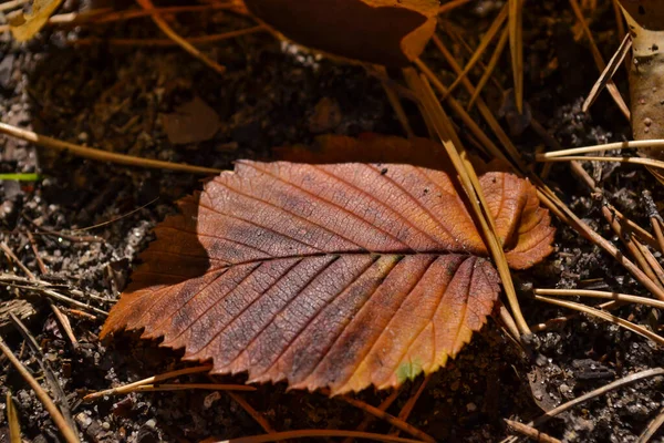 Красивые Осенние Листья — стоковое фото