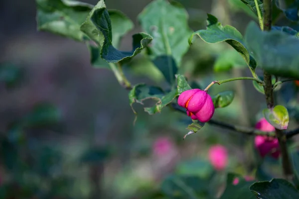 Розовая Ягода Кусте — стоковое фото