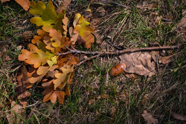 Fallen Leaves Oak Tree Ground — Stock Photo, Image
