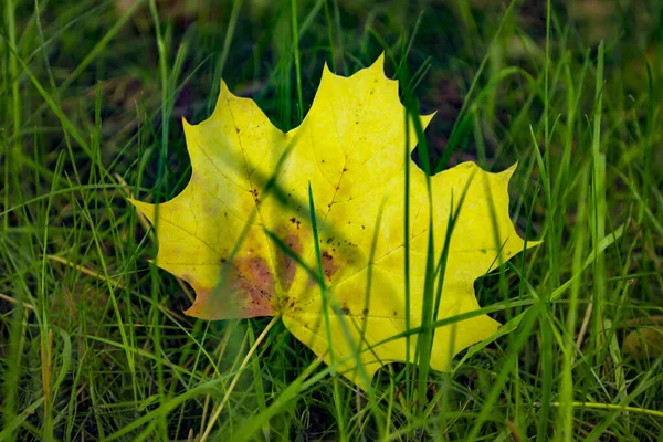 Een Geel Esdoornblad Het Groene Gras Herfst Achtergrond — Stockfoto