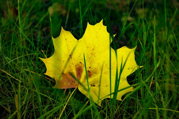 Een Geel Esdoornblad Het Groene Gras Herfst Achtergrond — Stockfoto