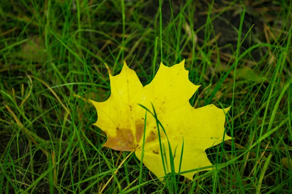 Een Geel Esdoornblad Het Groene Gras Herfst Achtergrond — Stockfoto