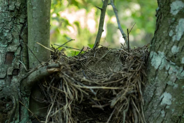 Nid Oiseaux Vide — Photo