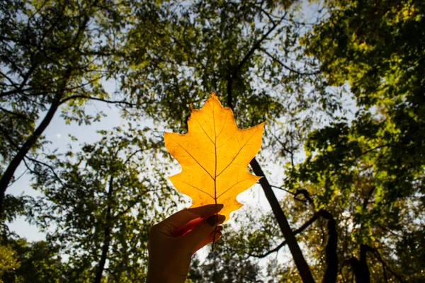 手托着一片黄色的橡木叶 在湖畔背景下 — 图库照片