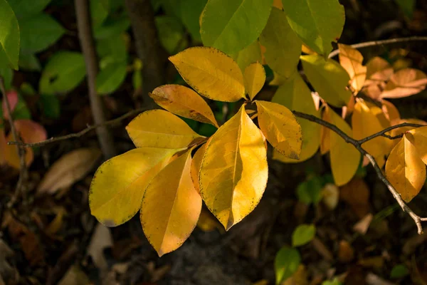 Krásné Podzimní Listí Stromě — Stock fotografie