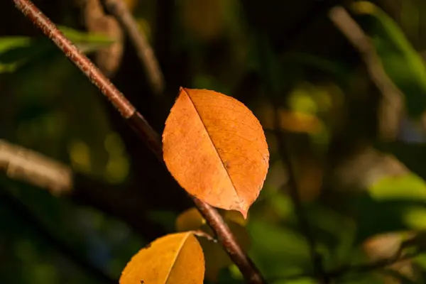 Krásné Podzimní Listí Stromě — Stock fotografie