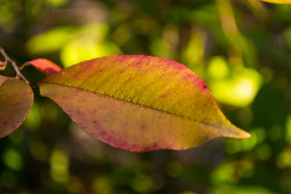 Les Belles Feuilles Automne Sur Arbre — Photo