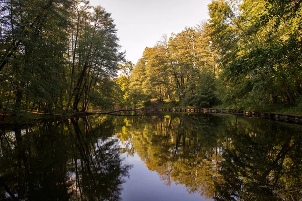 Jezero Lese Krásná Lesní Krajina — Stock fotografie