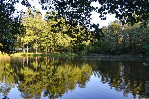 Lago Bosque Hermoso Paisaje Forestal — Foto de Stock