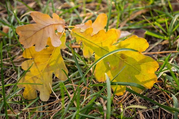 落叶的橡木在绿草上 — 图库照片