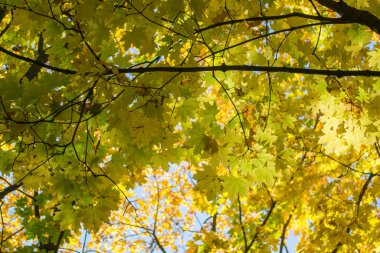 Sonbaharda yaprak döken orman. Güzel akçaağaç ağaçları. Altın Sonbahar.