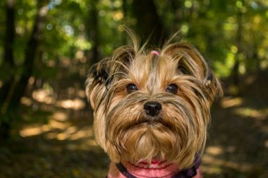 Sonbaharda Yorkshire Teriyeri parkta. Dışarıda sevimli bir köpek var..
