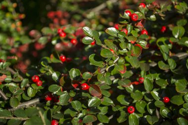 Yeşil doğal böğürtlen deseni.