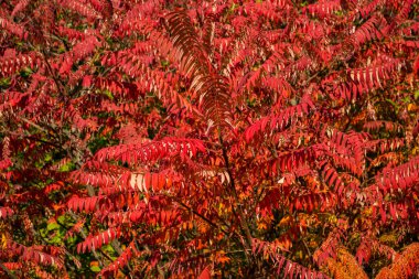 Kırmızı yapraklar desen. Kırmızı doğal doku.