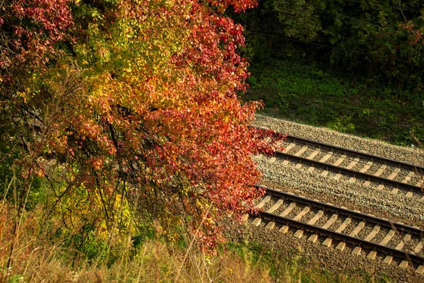 Σιδηρόδρομος Και Όμορφο Φθινοπωρινό Δέντρο Φθινόπωρο Τοπίο — Φωτογραφία Αρχείου