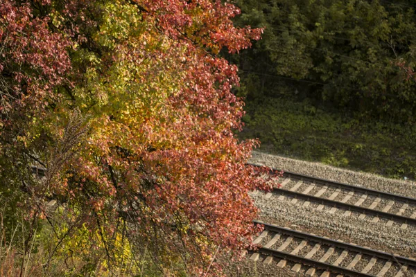 Railroad Beautiful Autumn Tree Autumn Landscape — Stock Photo, Image