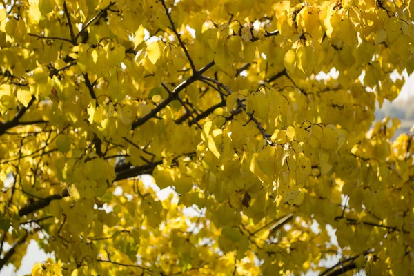 Autumn Leaves Background Natural Yellow Background — 图库照片