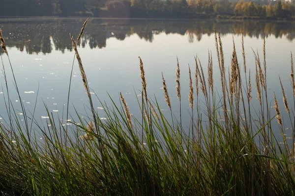 Тростник Озера — стоковое фото
