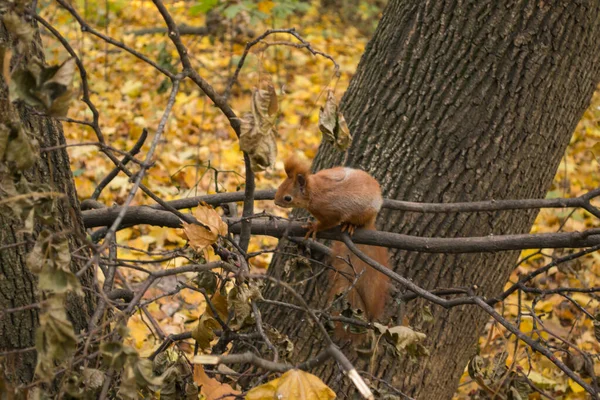 Esquilo Vermelho Parque — Fotografia de Stock