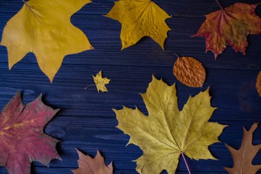 Mavi ahşap arka planda sonbahar yaprakları. Parlak doğal desen.