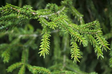 yeşil köknar dalı.