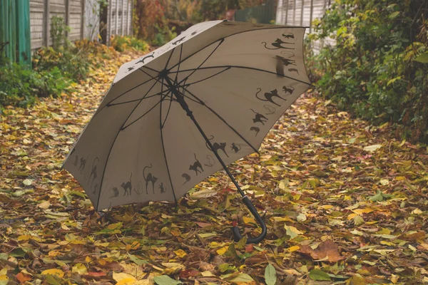 Paraply Høstbladverket – stockfoto