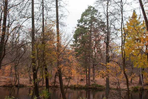 Ormanda Sonbahar — Stok fotoğraf
