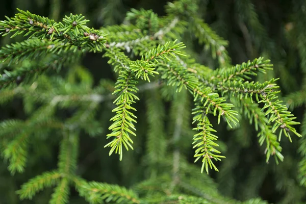 Green Fir Tree Branch — Stock Photo, Image