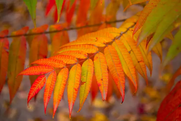 Красные Листья Красная Натуральная Текстура — стоковое фото