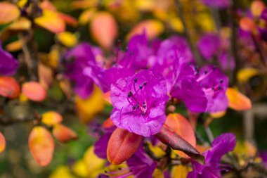 Çiçek açan rhododendron kapanıyor.
