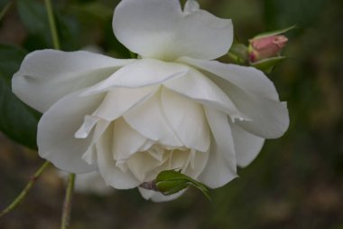 Siyah arka planda sarı gül. Bahçedeki çiçek..