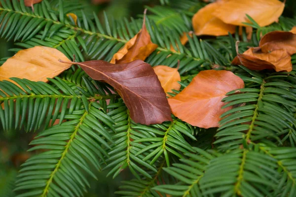 Podzimní Listí Věčně Zeleném Stromě Zavřít — Stock fotografie