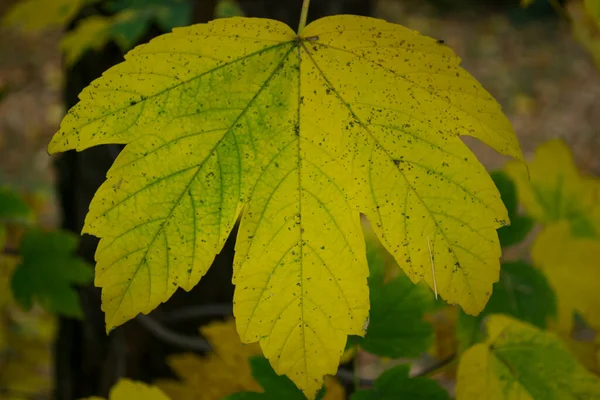 Yellow Autumn Leaf Close Colored Leaf — Stock Photo, Image