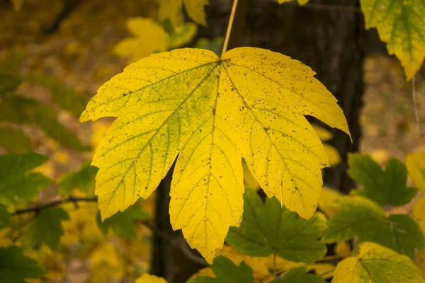 Una Hoja Amarilla Otoño Cerca Hoja Coloreada — Foto de Stock