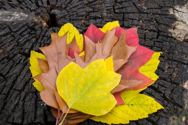 Een Boeket Herfstbladeren Houten Achtergrond Met Kopieerruimte Herfst Achtergrond — Stockfoto