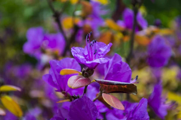 Rododendro Floreciente Cerca —  Fotos de Stock