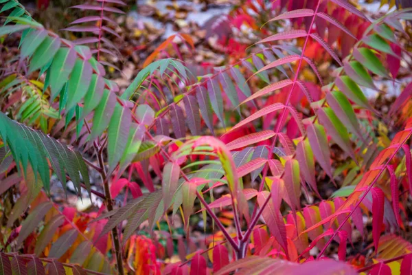 Red Leaves Pattern Red Natural Texture — Stock Photo, Image