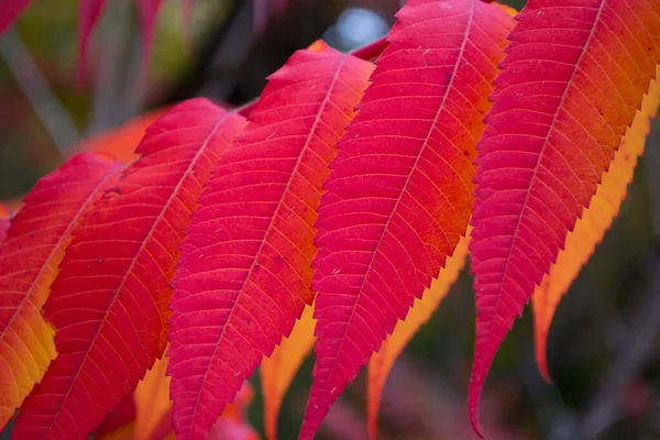 Red Leaves Pattern Red Natural Texture — Stock Photo, Image