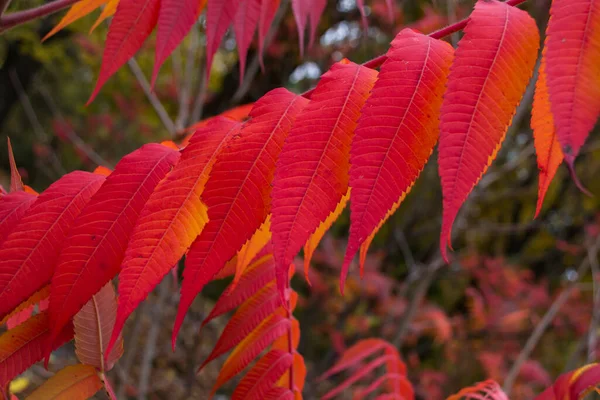 红色叶子图案 红色天然质感 — 图库照片