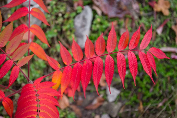 Modèle Feuilles Rouges Texture Naturelle Rouge — Photo