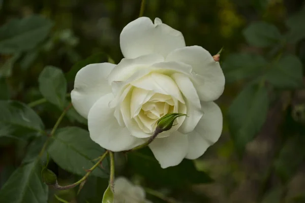 Rosa Amarela Sobre Fundo Preto Flor Jardim — Fotografia de Stock