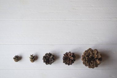 Beyaz ahşap arka planda çam kozalakları.