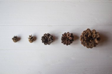 Beyaz ahşap arka planda çam kozalakları.