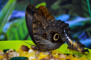 Yeşil yaprakların üzerinde güzel bir kelebek. Tropik vahşi yaşam. Güzel böcekler. Doğanın güzelliği. Makro doğa.