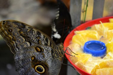 Yeşil yaprakların üzerinde güzel bir kelebek. Tropik vahşi yaşam. Güzel böcekler. Doğanın güzelliği. Makro doğa.