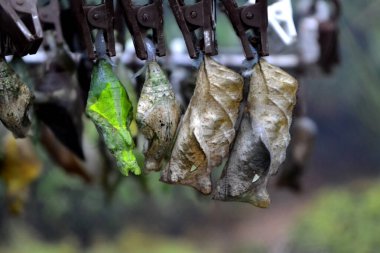 Tropikal kelebek kozaları. Tropik vahşi yaşam. Doğanın güzelliği. Makro doğa.